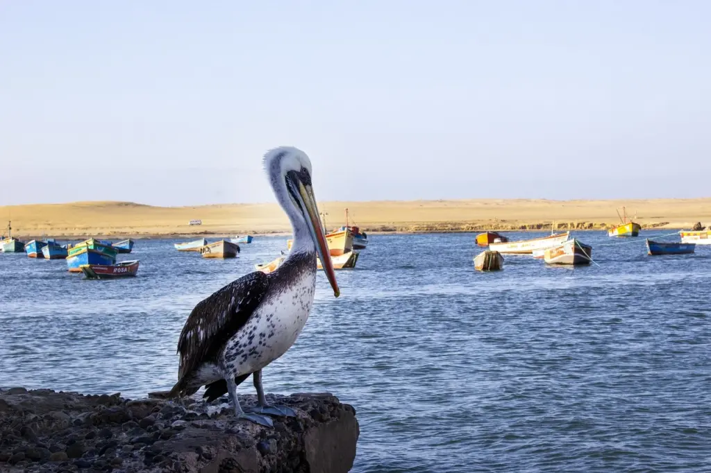 pelicano en paracas